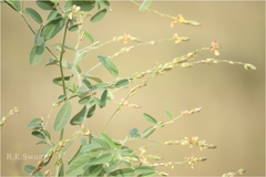 Alysicarpus heyneanus